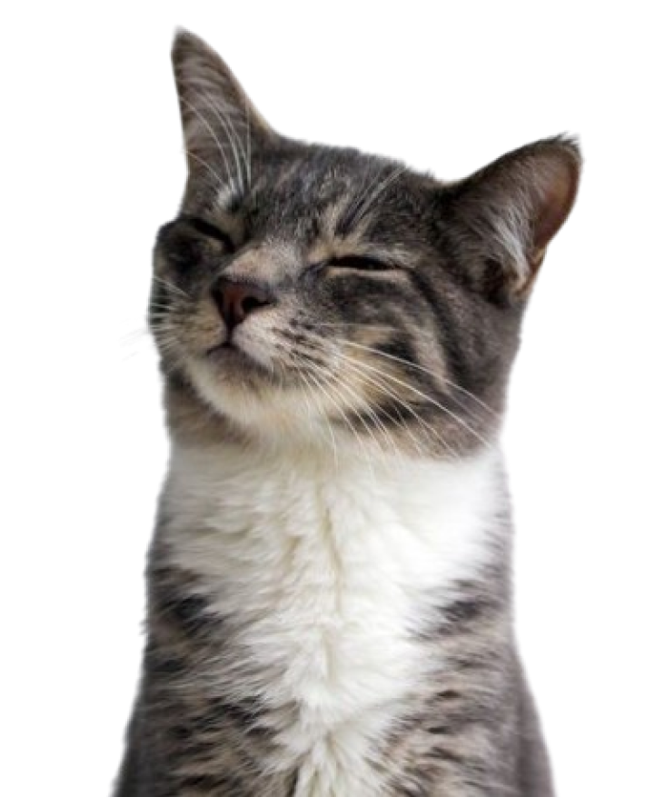 side-cat