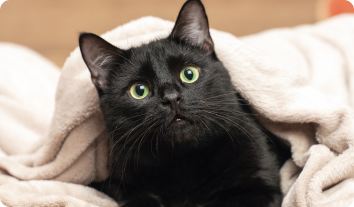 tranfrom-cat-1