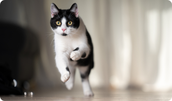 tranfrom-cat-2