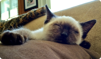 tranfrom-cat-3