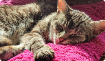 tranfrom-cat-4