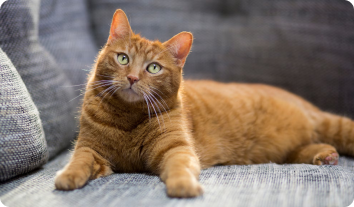tranfrom-cat-6